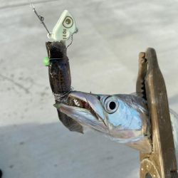 激渋太刀魚攻略