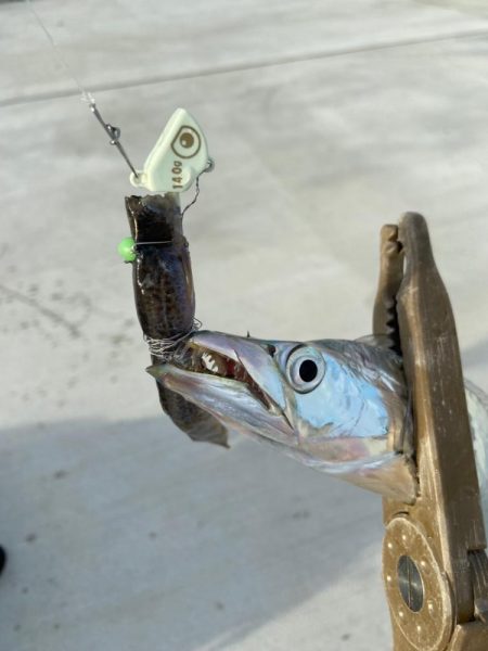 激渋太刀魚攻略