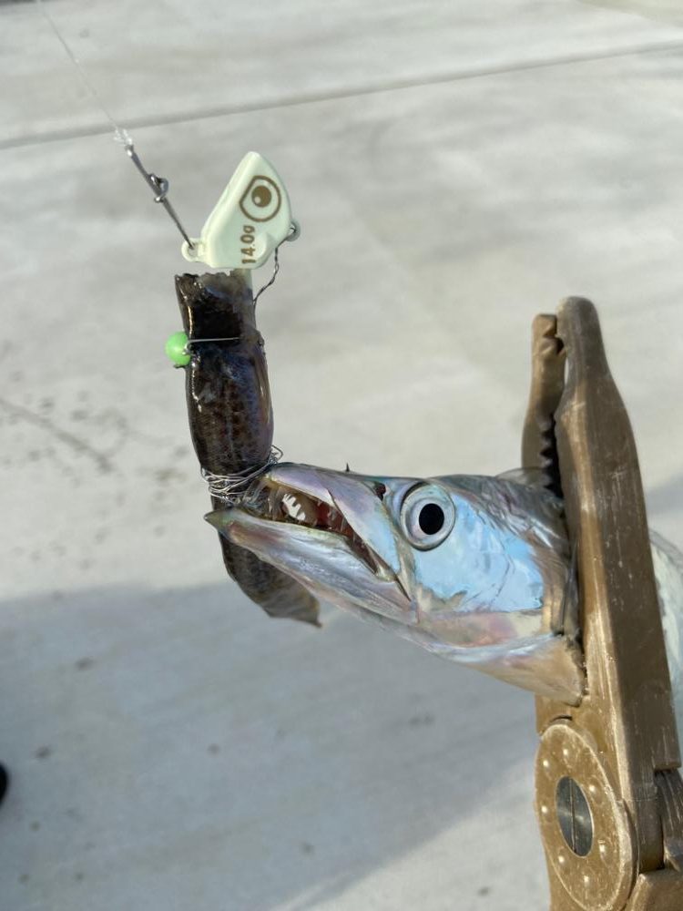 激渋太刀魚攻略