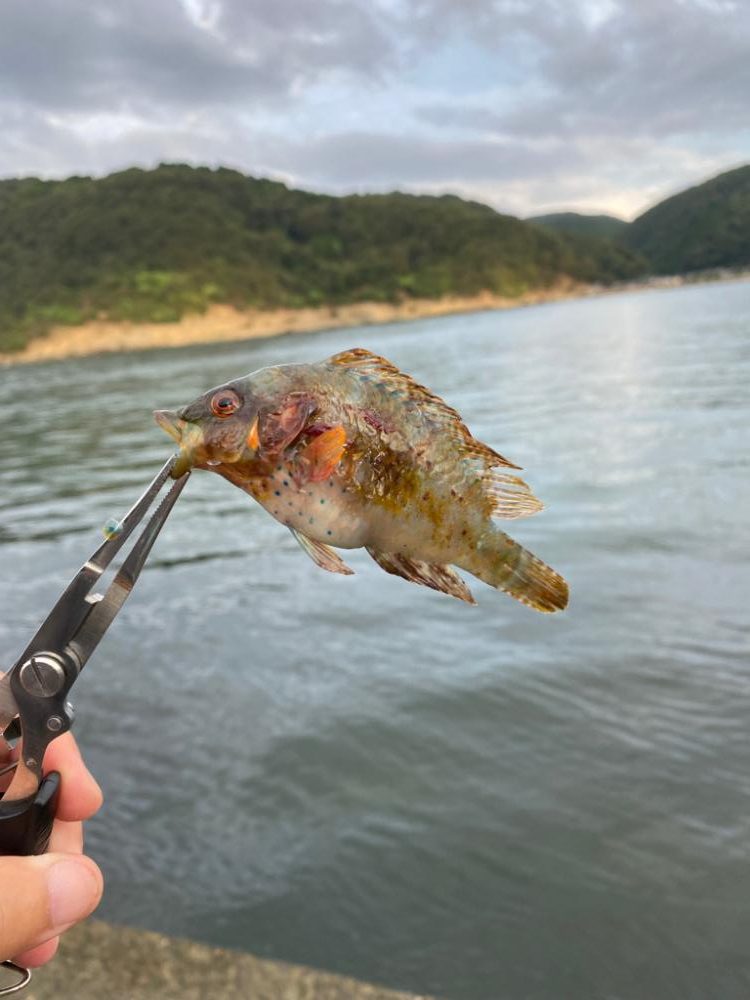 なんでも釣り 夕方〜夜の部