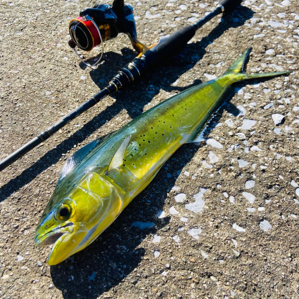 シイラ アジ タコ ゲット！！