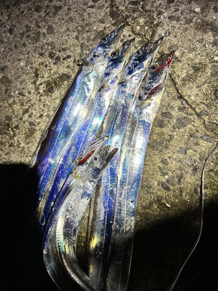 岬町タチウオゲーム