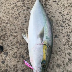 姫路の青物シーズン開幕