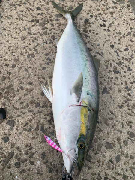 姫路の青物シーズン開幕