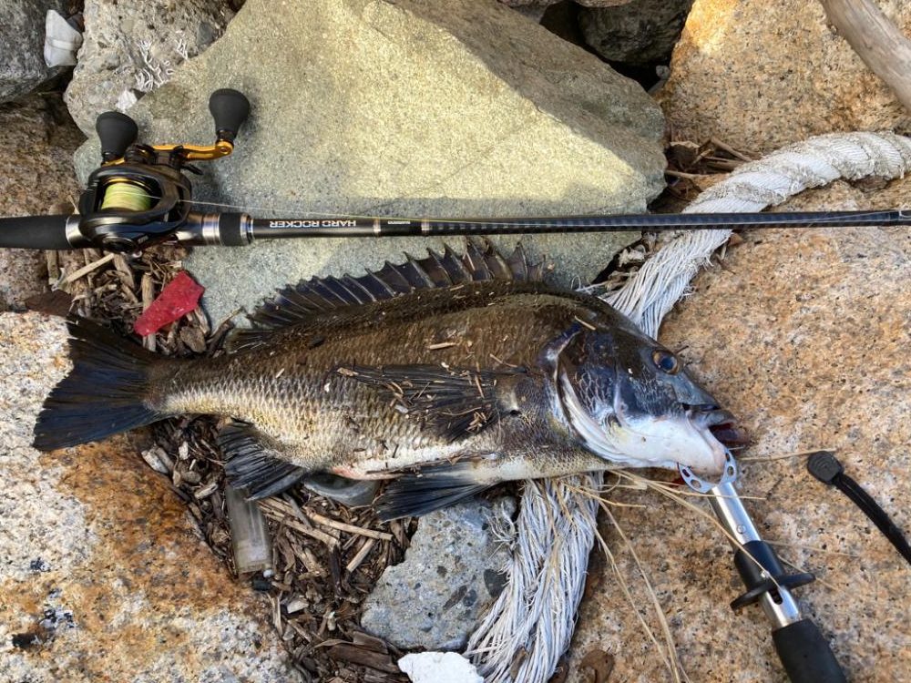 チニングやってみた！