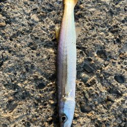 カマスは釣れる