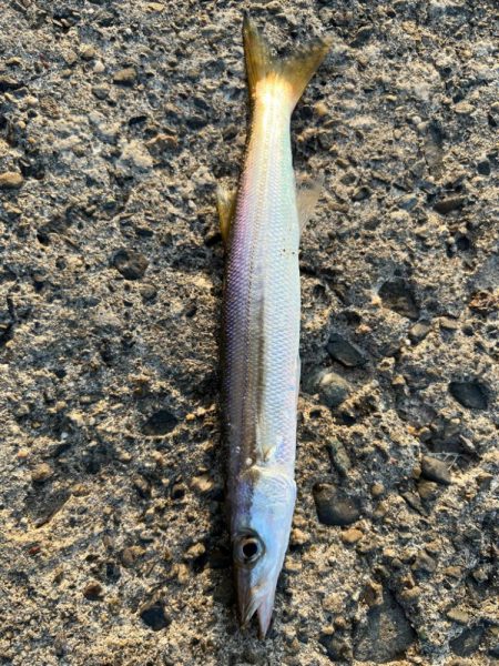 カマスは釣れる