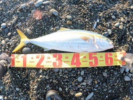 マキマキで良型青物