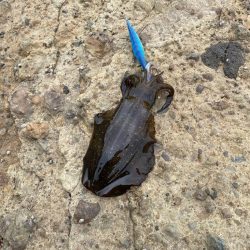 秋イカ開幕。好調スタート！