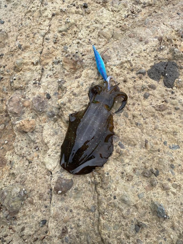 秋イカ開幕。好調スタート!