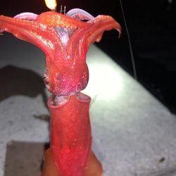 ケンサキイカ①