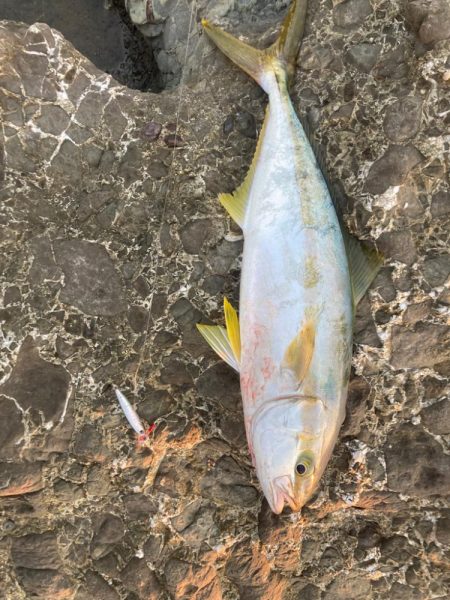 ロックショアでヒラマサ