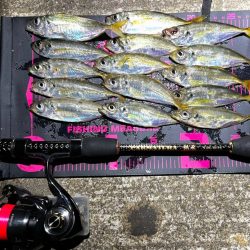 短時間アジング