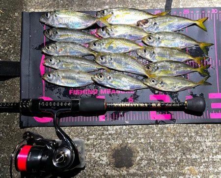 短時間アジング