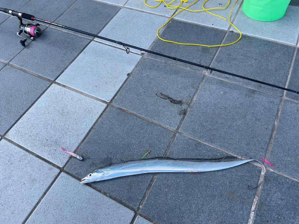 昼間のタチウオ