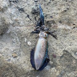 竹野浜へエギングに