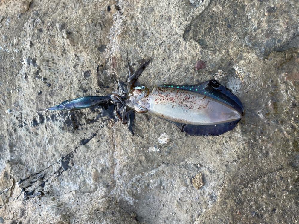 竹野浜へエギングに