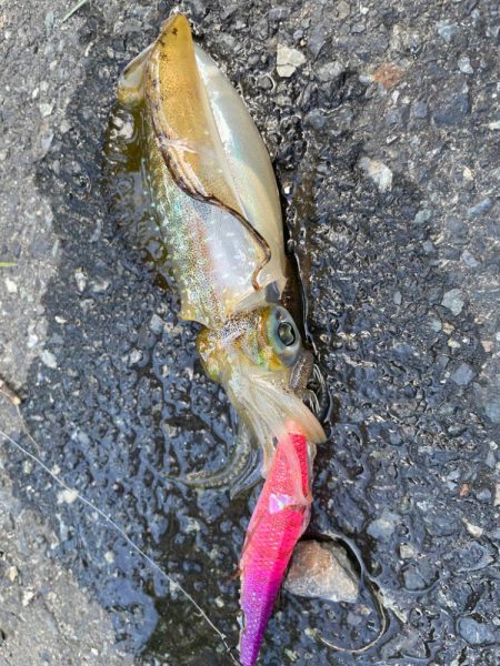 秋（空き）烏賊？