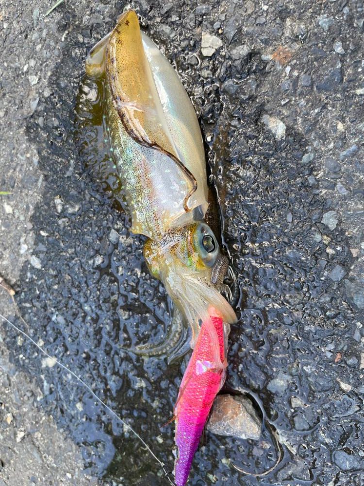 秋（空き）烏賊？