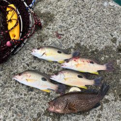 エビ撒き五目釣り