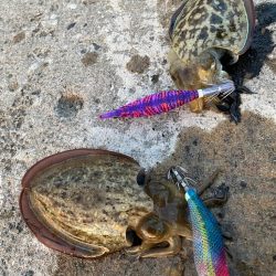 コウイカ新子入れ食い