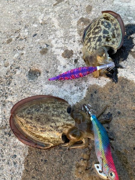 コウイカ新子入れ食い