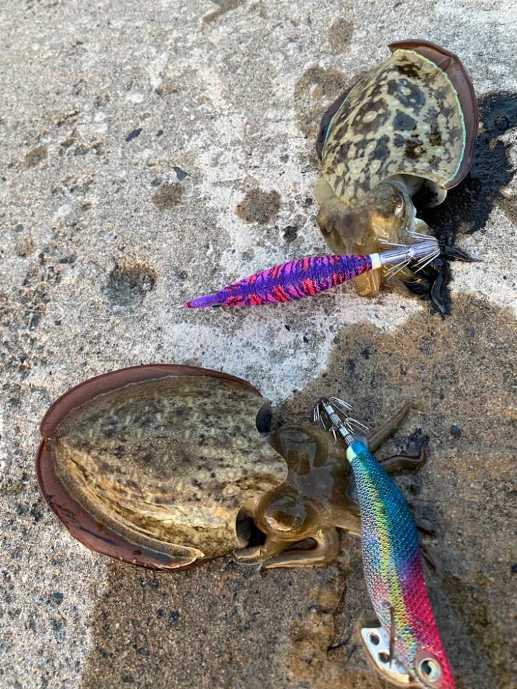 コウイカ新子入れ食い