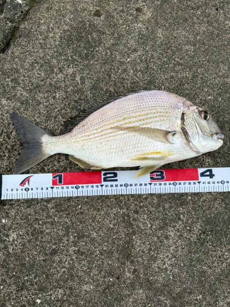 フラットフィッシュ狙いで