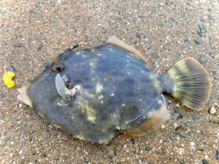 癒しのカワハギゲームにゃ！