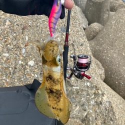 出勤前エギング(^｡^)