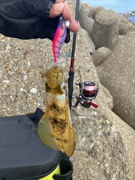 出勤前エギング(^｡^)