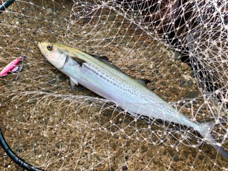 おかえりサゴシにゃーん！