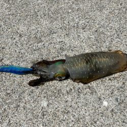 サイトエギング