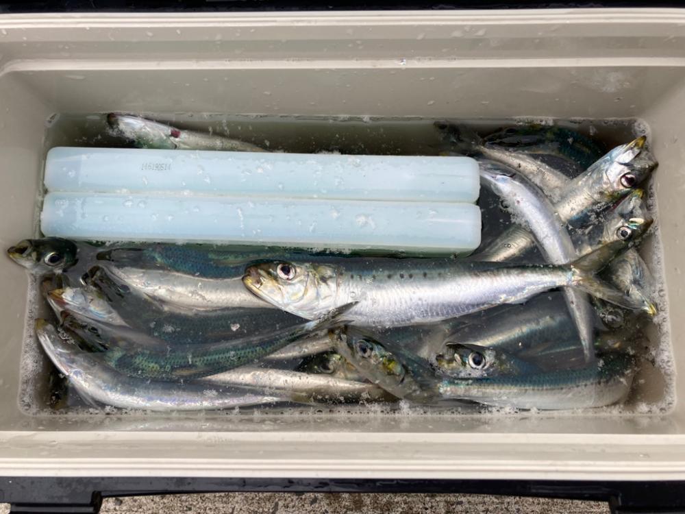 北海道のイワシは大きい