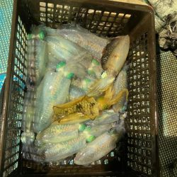 ナイトティップラン