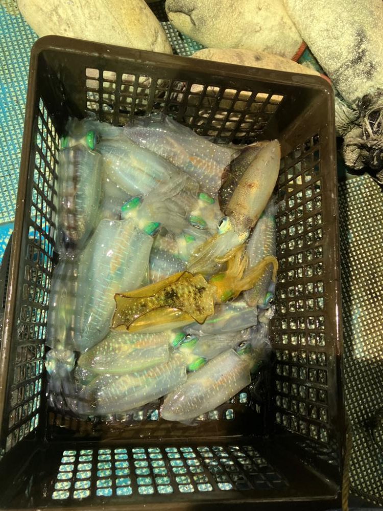 ナイトティップラン