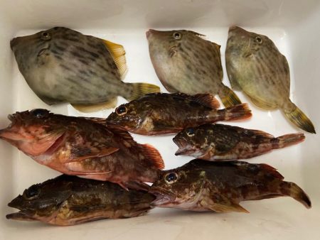 ちょい投げシロギスタのハゲラッチョ