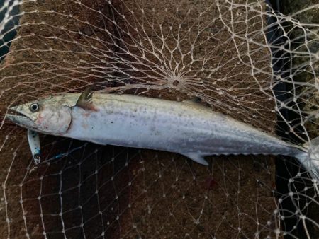 マキマキ20gがベストマッチにゃ！