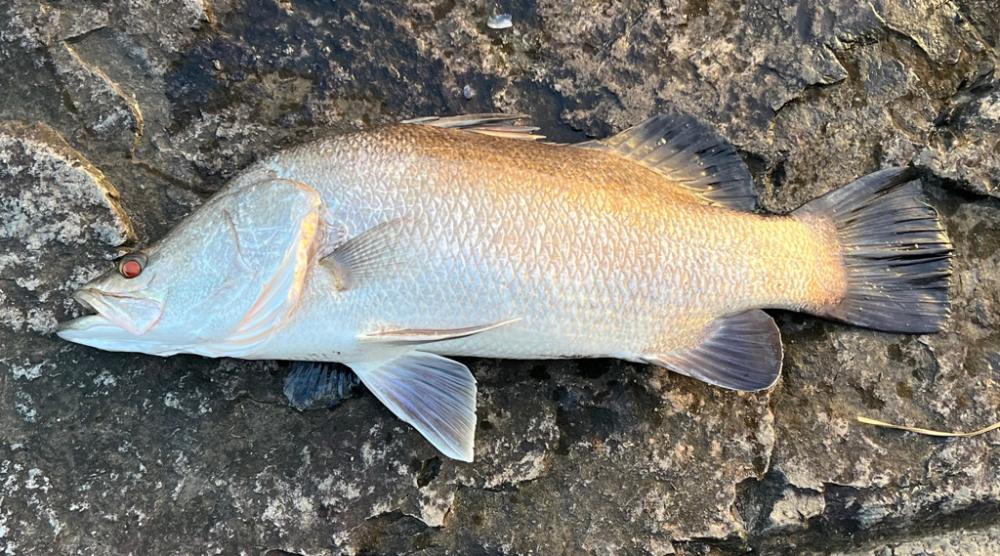 えっぐい引きでした。