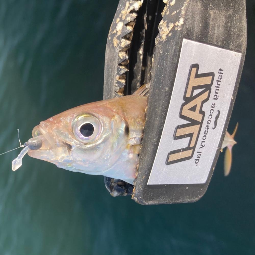 お手軽アジング