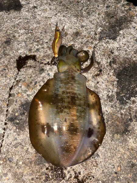 デカメバルとアオリ