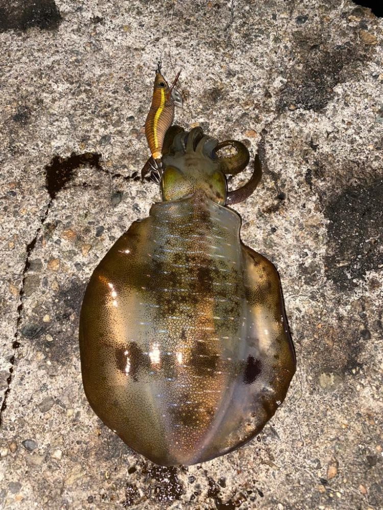 デカメバルとアオリ