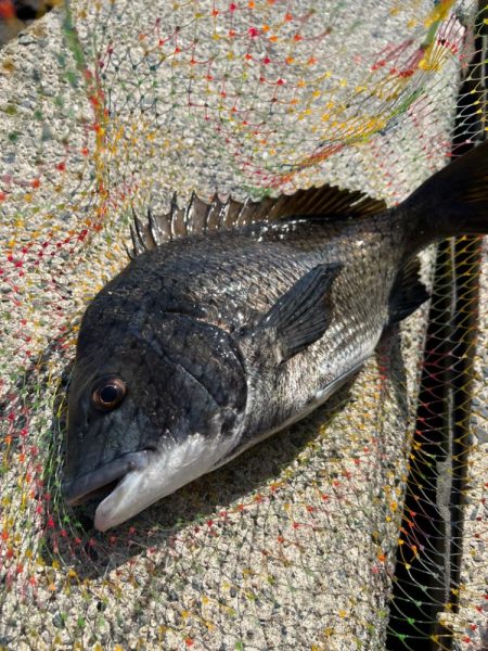 そろそろフカセ釣り始動