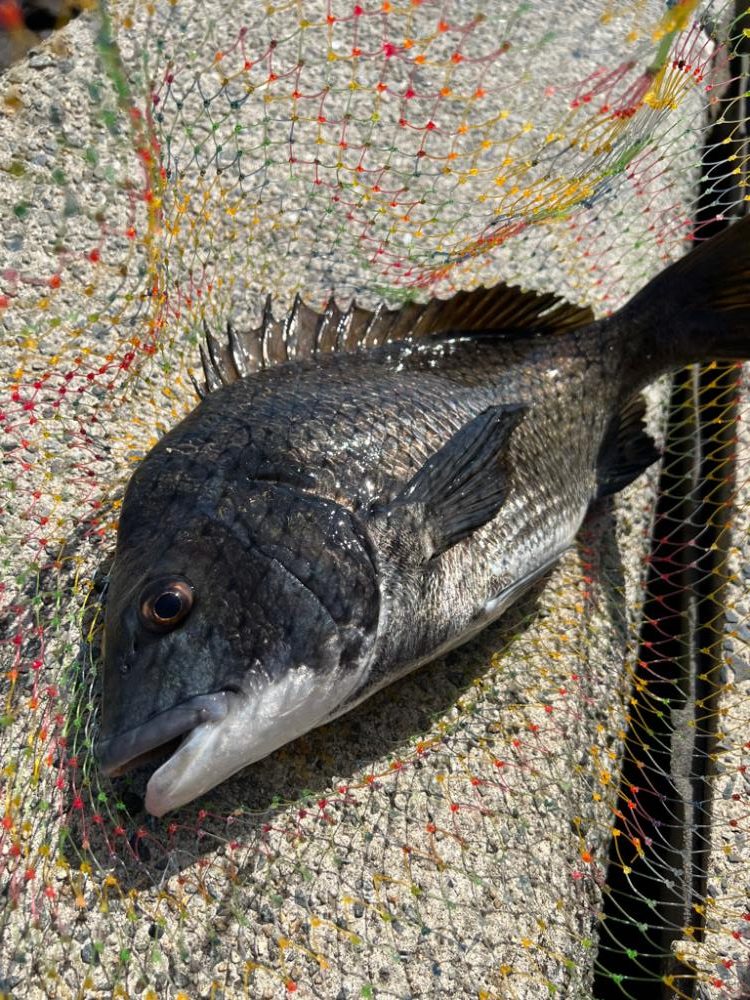 そろそろフカセ釣り始動