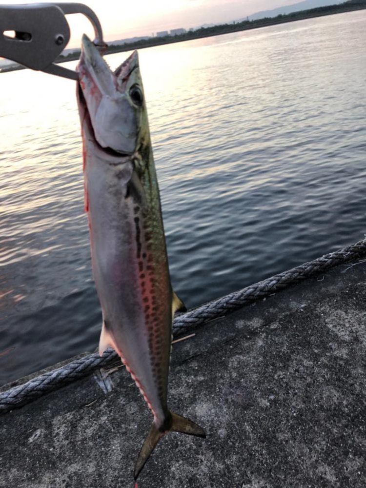 夢の入れ食い目指して