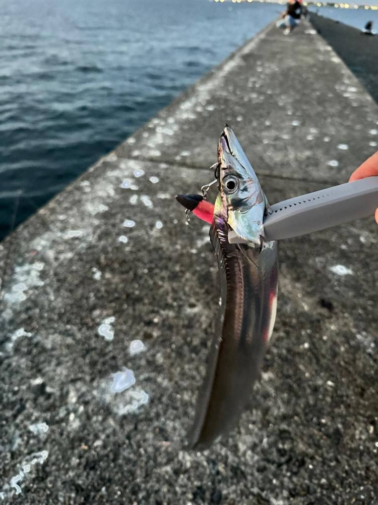 沖堤防タチウオ