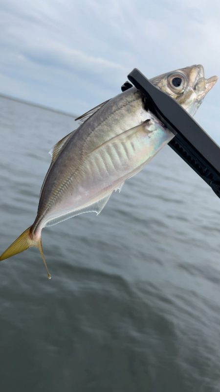 デイアジング♪