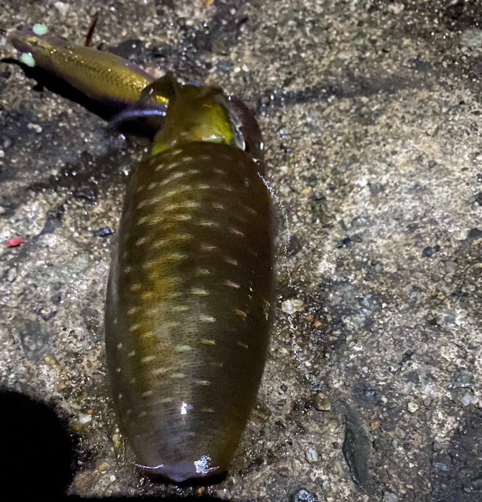 エギで尺キジハタ