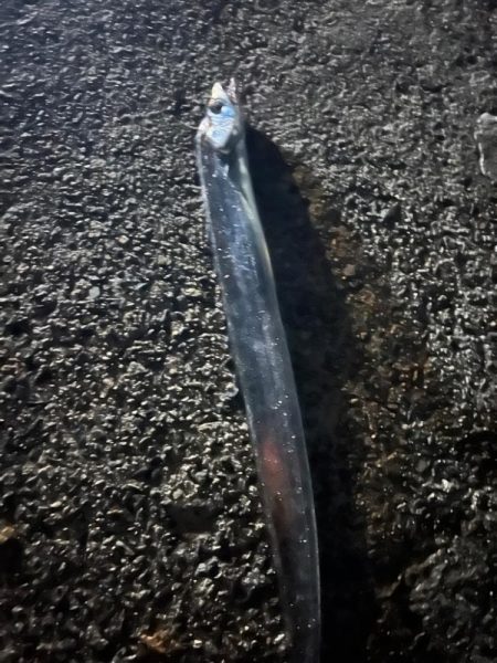 太刀魚・青物渋い