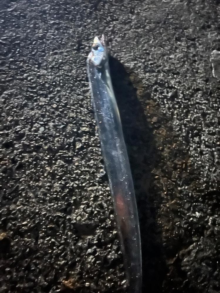 太刀魚・青物渋い